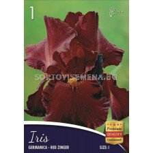 Ирис (Iris) Germanica red brown 