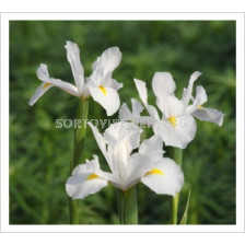 Ирис (Iris) Hollandica Casablanca