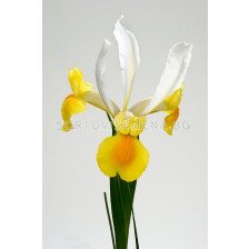 Ирис (Iris) Hollandica Montecito