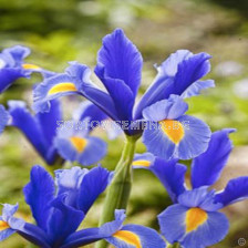 Ирис (Iris) Hollandica Professor Blauw