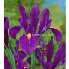 Ирис (Iris) Hollandica Purple Sensation 