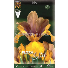 Ирис Bronze Queen 