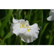 Ирис / Iris ensata Gold Bound / 1 бр