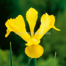 Ирис жълт  /Iris dutch yellow/ 1 бр
