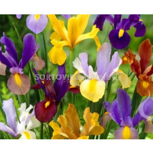 Ирис hollandica Микс - Iris hollandica Mix