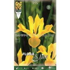 Ирис (Iris) Royal Yellow