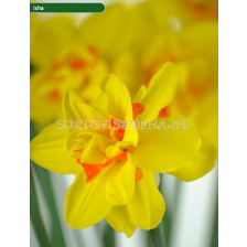 Нарцис/ DOUBLE NARCISSUS Isha - 1 бр.