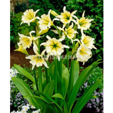 Исмене (Hymenocallis con sulphur queen) - 1 бр