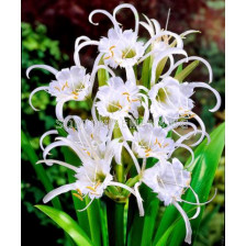 Исмене (Hymenocallis festalis)