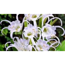 Исмене /Hymenocallis festalis размер XXL