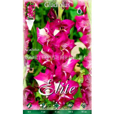 гладиол (Gladiolus) Dared