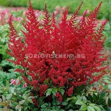 Астилбе - Astilbe Vesuvius - 1бр