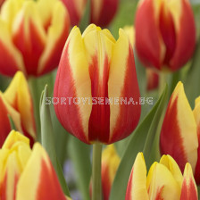 Лале /Tulip Jan Seignette/ 1 бр
