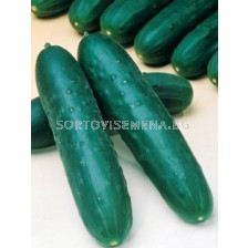 Семена краставици Джазер F1 - sortovisemena.bg Семена краставици Джазер F1