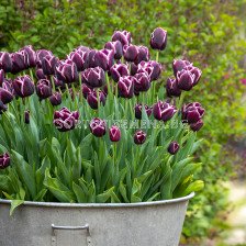 Лале/ Tulips triumph Jackpot - 1 бр.