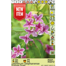 Жасмин Стефанензе/ Jasminum Stephanense - 1 брой