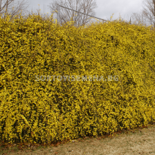 Жасмин (Jasminum Nudiflorum)(зимен)- жълт	