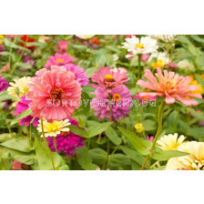 Семена Zinnia elegans - 1кг