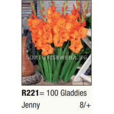 Гладиол нисък Jenny/ Gladdies (shortstemmed) Jenny - 1 брой
