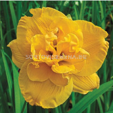 Хемерокалис Patricia Jojo - 1 бр.