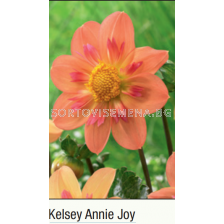 Далия Kelsey Annie Joy/collarette - 1 бр.