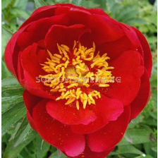 Божур Paeonia joyce elle/ Peony - 1 бр.