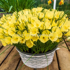 Нарцис/ Narcissi romieuxii bulbocodium Julia Jane - 1 бр.
