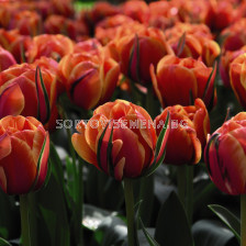 Лале /Tulip QUEENSDAY/ 1 бр