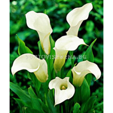 Kала Crystal Blush 