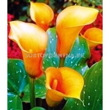 кала Orange County 