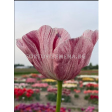 Лале/ Tulips triumph Kanok - 1 бр.