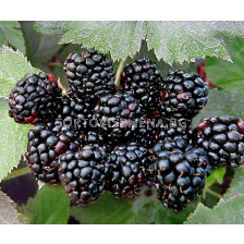 Къпина (Rubus Fruticosus Black Satin)