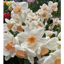 Нарцис/ TAZETTA NARCISSUS Kapiti Peach - 1 бр.