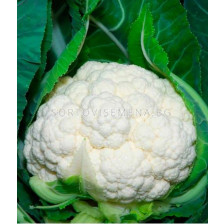 Семена Карфиол Наутилис F1-2500 сем