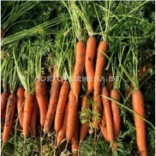 Семена моркови КАРИБУ F1 / CARIBOU/ (SVDN5264)-100 000 сем