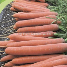 Семена моркови Карвора F1 / Karvora F1 /-100 000 сем