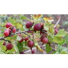 Касис (Ribes Uva-Crispa Hinnonmäki Röd)