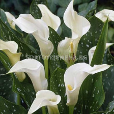 кала Albomaculata - calla Albomaculata