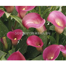 Кала (Calla) Purple Sensation