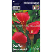 Кала red - calla red