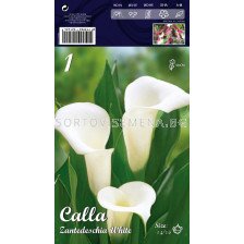 Кала white - Calla white