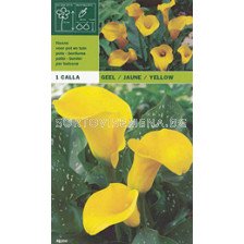 кала Yellow - calla Yellow