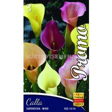 Кала Zantedeschia Mix - Calla Zantedeschia Mix