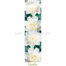 Камелия бяла (Camellia japonica)