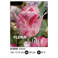 Лале/ Tulipa rembrandt (striped) Kanok - Пакет: 1 оп.- 10 бр.