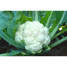 Карфиол Бяла Топка F1 -  Cauliflower White ball F1