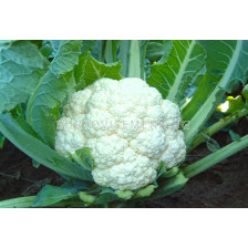 Семена Карфиол Бяла Топка F1 -  Cauliflower White ball F1