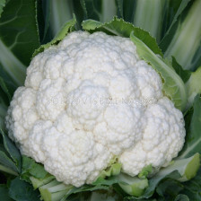 Семена карфиол Фуджияма F1 - cauliflower Fujiyama F1