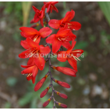Крокосмия Karin/ Crocosmia crocosmiiflora - 1 брой