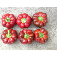 Семена пипер Каркасоне F1 /камба/ - 500 семена